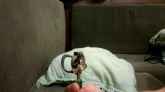 headset (fone de ouvido)